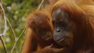 The Last Orangutan Eden - Preview 