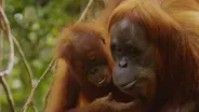 The Last Orangutan Eden - Preview 