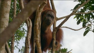 Orangutan Mom Helps Baby Swing Through Tree Tops