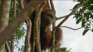 Orangutan Mom Helps Baby Swing Through Tree Tops