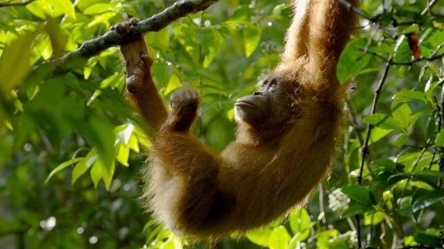 Nature | The Last Orangutan Eden
