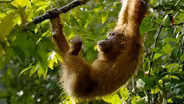 The Last Orangutan Eden