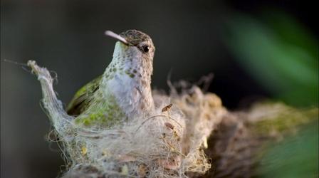 Hummingbird Builds Tiny Nest