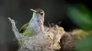 Hummingbird Builds Tiny Nest