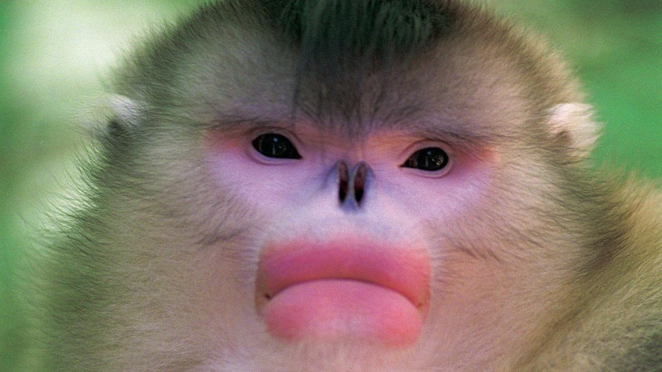 Monkeys On Mt. Emei Prefer Peanuts, According To Cute Viral Chinese  Propaganda Video