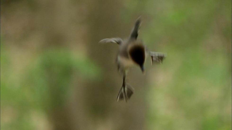 S33 Ep9: It's raining ducks image