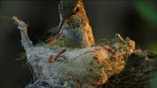 Animal Homes: The Nest