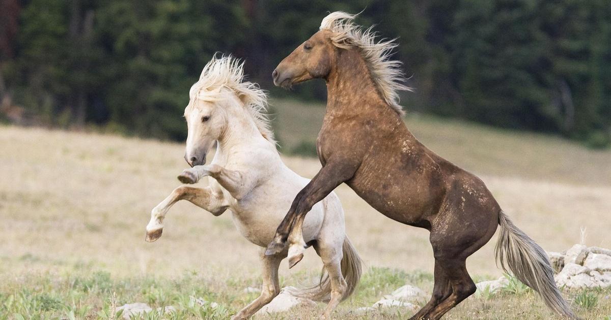 Nature | Cloud: Challenge of the Stallions | Season 28 | Episode 1 