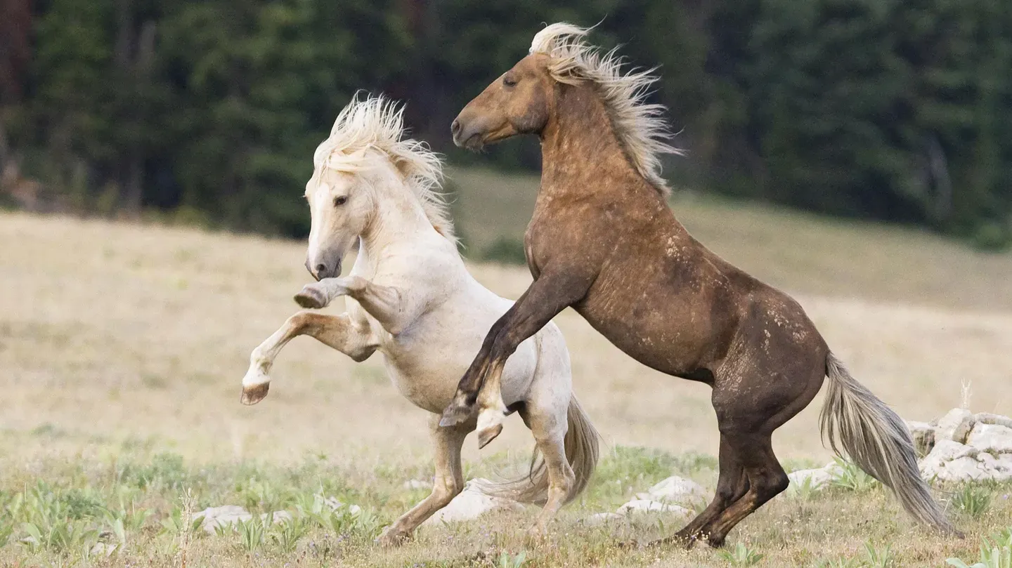 Nature | Cloud: Challenge of the Stallions | Season 28 | Episode 1 