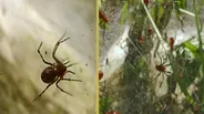 Social Spiders Build Massive Nests 