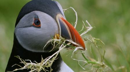 Puffins Search for the Perfect Home 