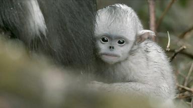 Baby Snub-nosed Monkey Abandoned by Mother 