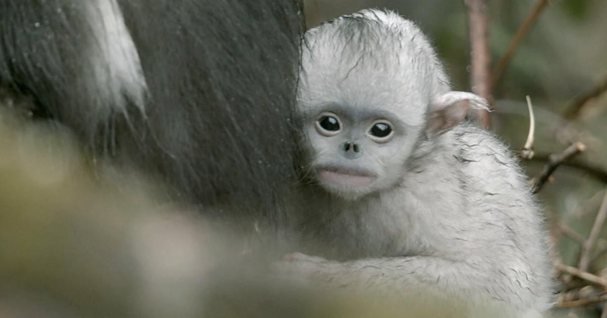 Nature Baby Snub Nosed Monkey Abandoned By Mother Season 33 Episode 14 Pbs