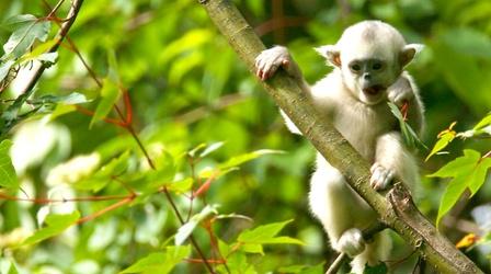 Video thumbnail: Nature Mischievous Monkeys Make Trouble 