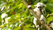 Mischievous Monkeys Make Trouble 