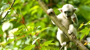 Mischievous Monkeys Make Trouble 