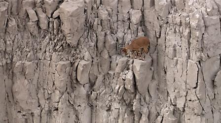 Video thumbnail: Nature Desert Goat Scales Steep Cliff Face 