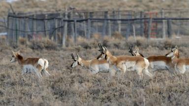 Fences Create Problems for Pronghorn