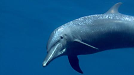 Spinner Dolphins