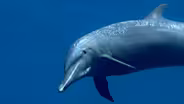 Spinner Dolphins