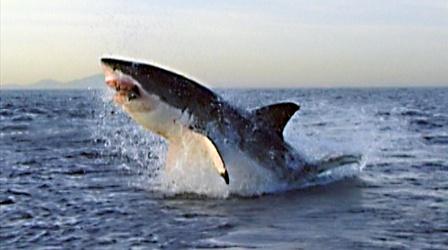 Great White Shark Hunts Fur Seals