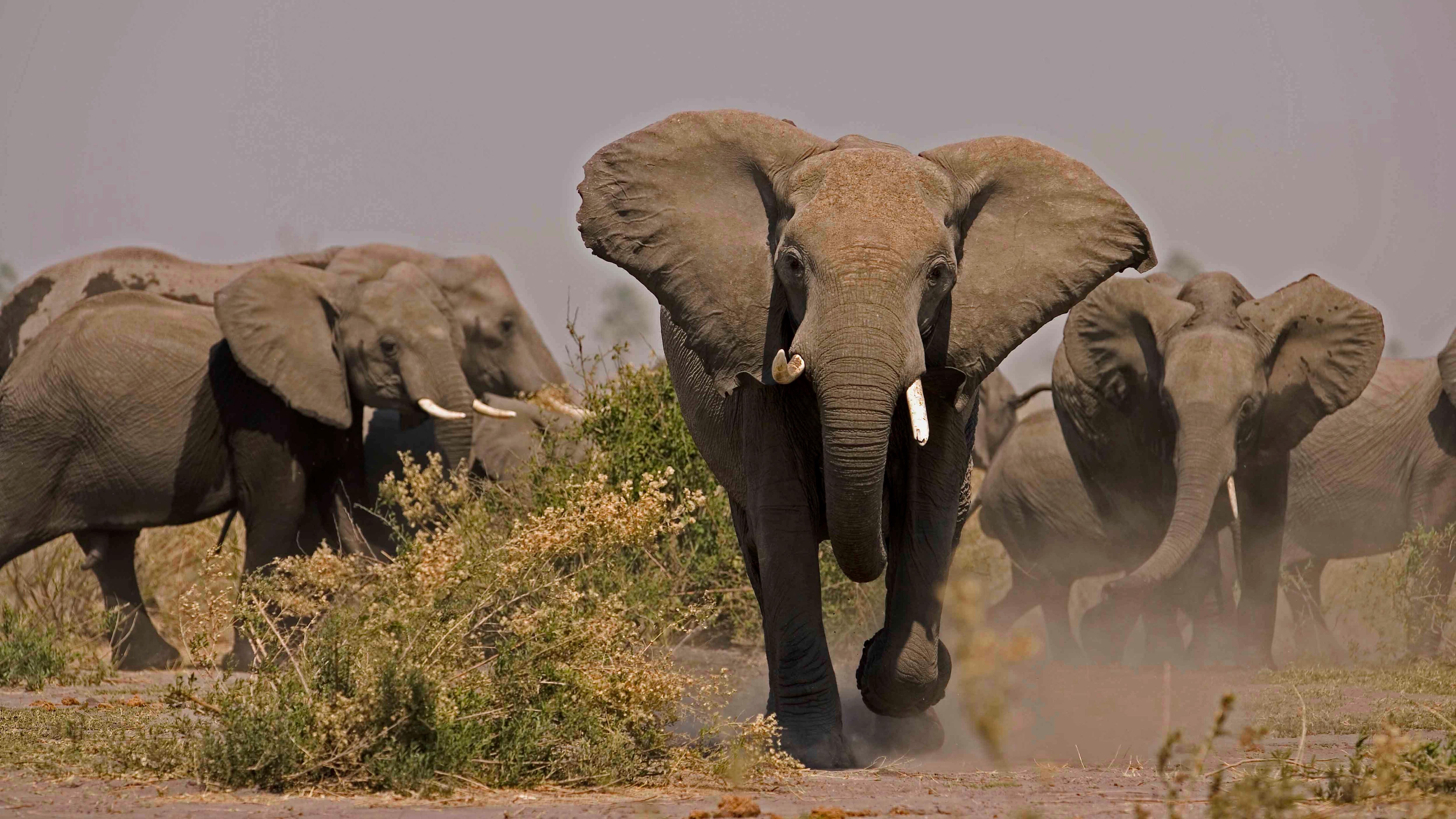Nature, Baby Elephant Explores His World, Season 34, Episode 4