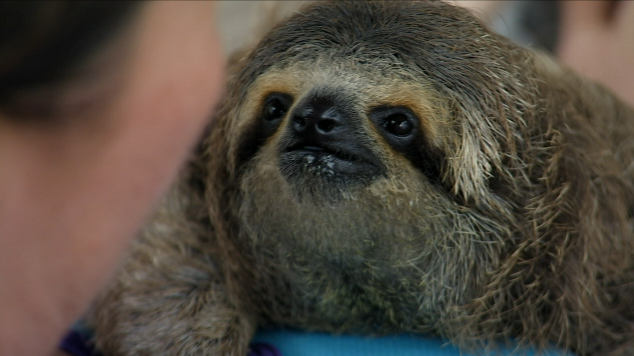 Nature Baby Sloth Nursed Back To Health Season 34 Episode 1 Pbs