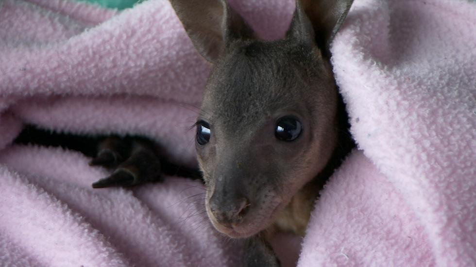 S34 Ep13: Orphaned Baby Wallaby Gets Special Attention image