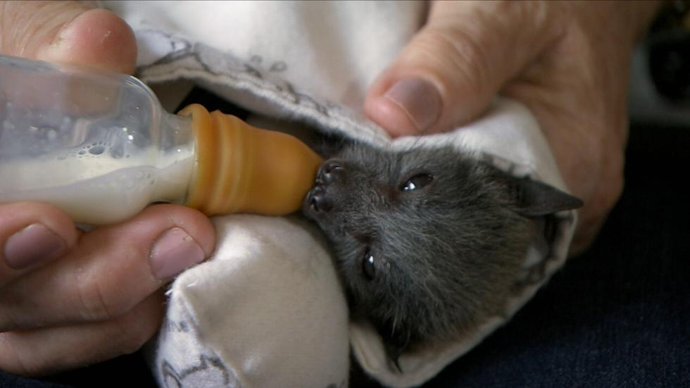 S34 Ep6: Helping Fruit Bat Orphans in Australia image