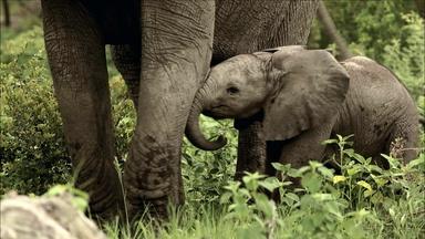 Baby Elephant Explores His World 