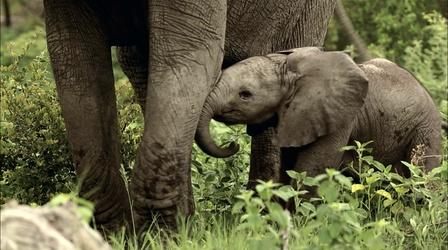 Video thumbnail: Nature Baby Elephant Explores His World 