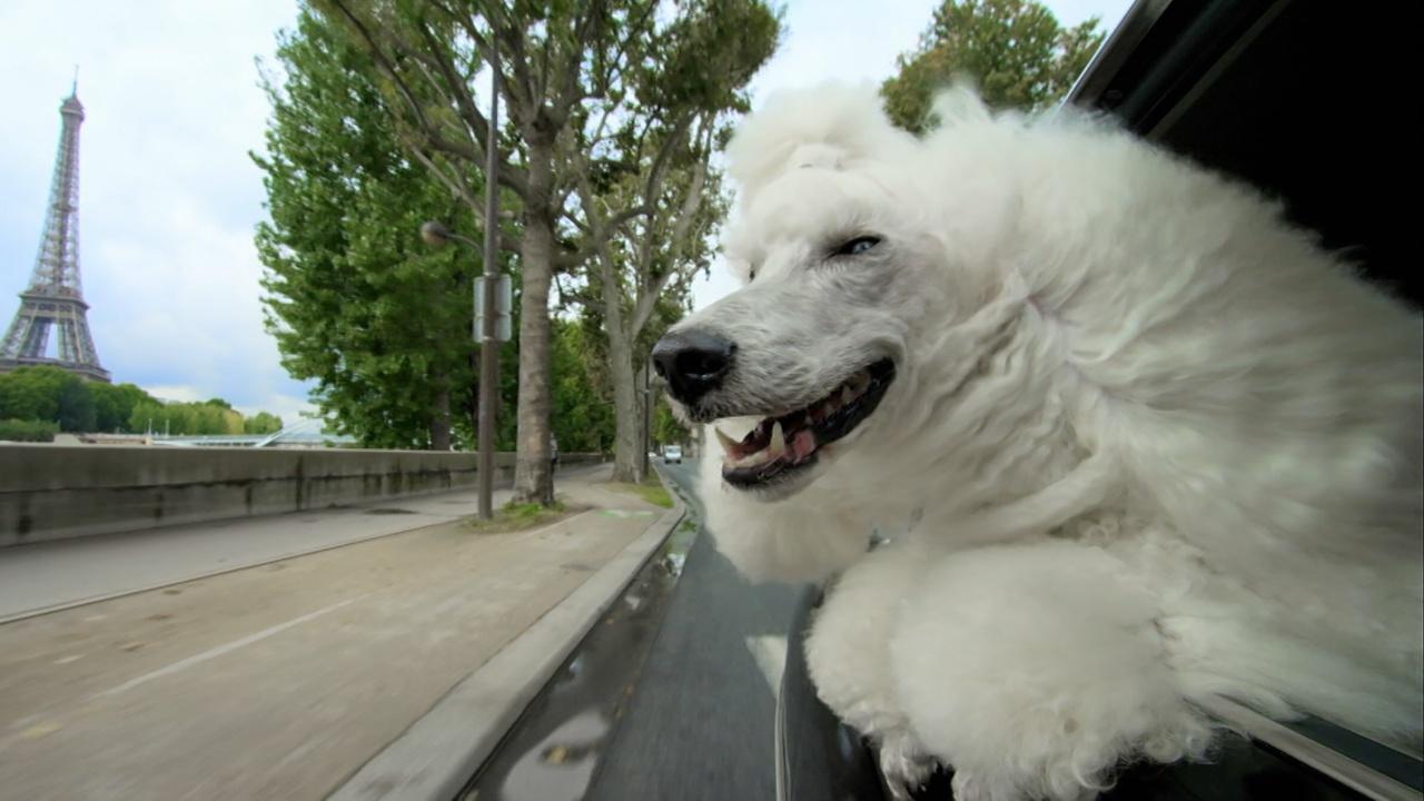 Nature | PETS Wild at Heart | Episode 2 | Preview
