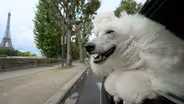 PETS Wild at Heart | Episode 2 | Preview 