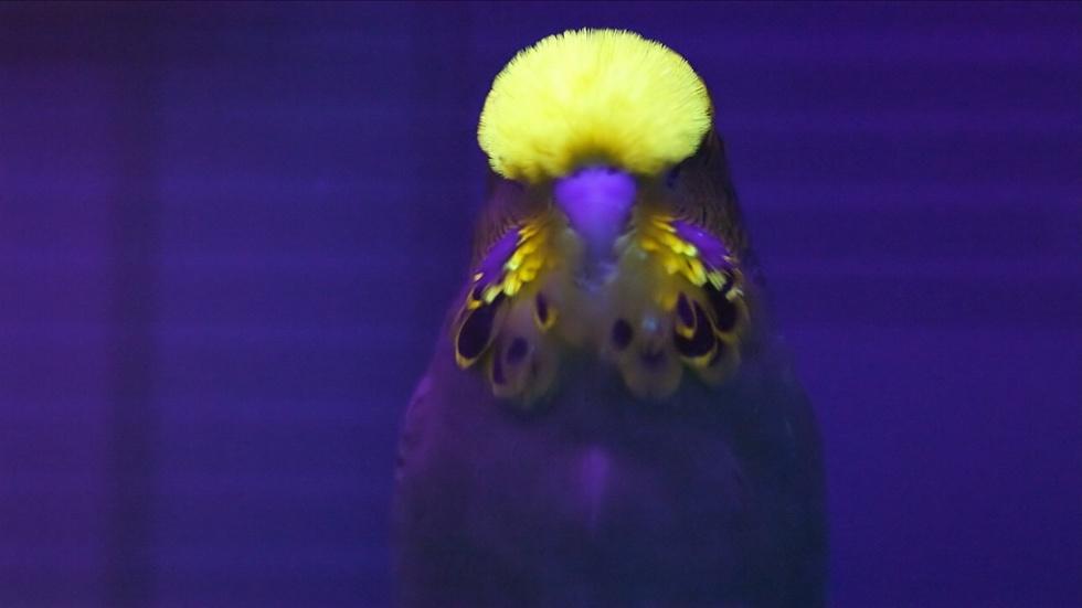 S34 Ep12: The Parakeet's Superior Senses image