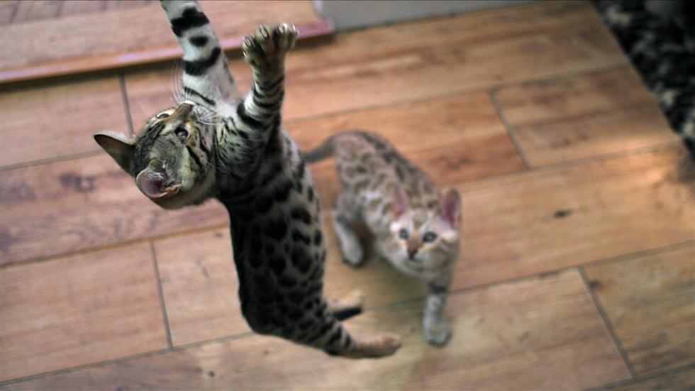 Kittens Practice Hunting Skills image