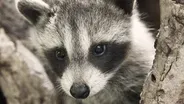 Raccoon Nation - Preview