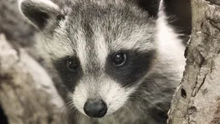 Raccoon Nation - Preview