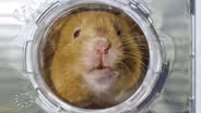 Pets: Wild at Heart | Episode 2 | Secretive Creatures