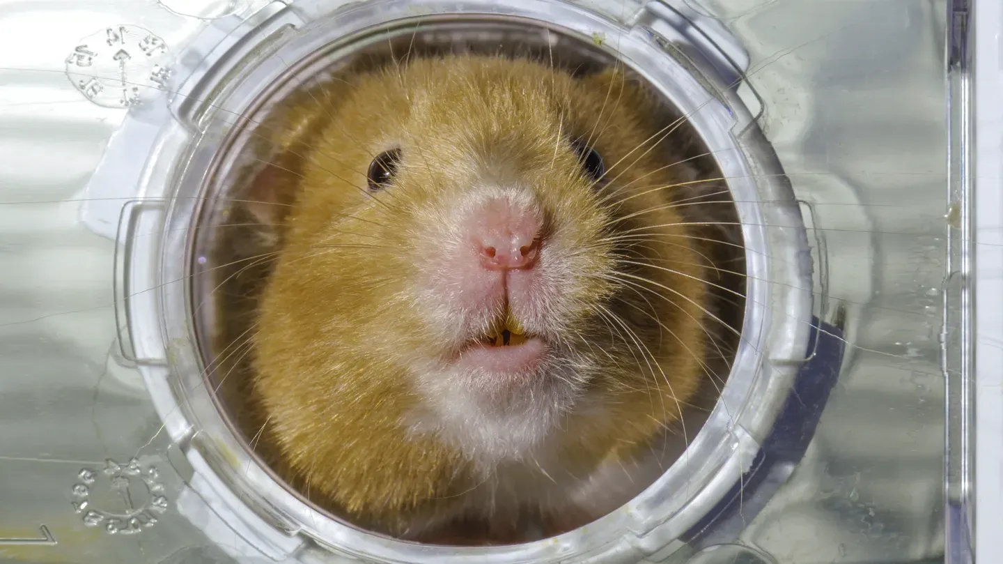 Pets: Wild at Heart | Episode 2 | Secretive Creatures