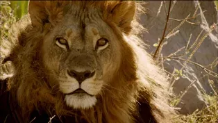 Maned Lioness Displays Both Male and Female Traits 