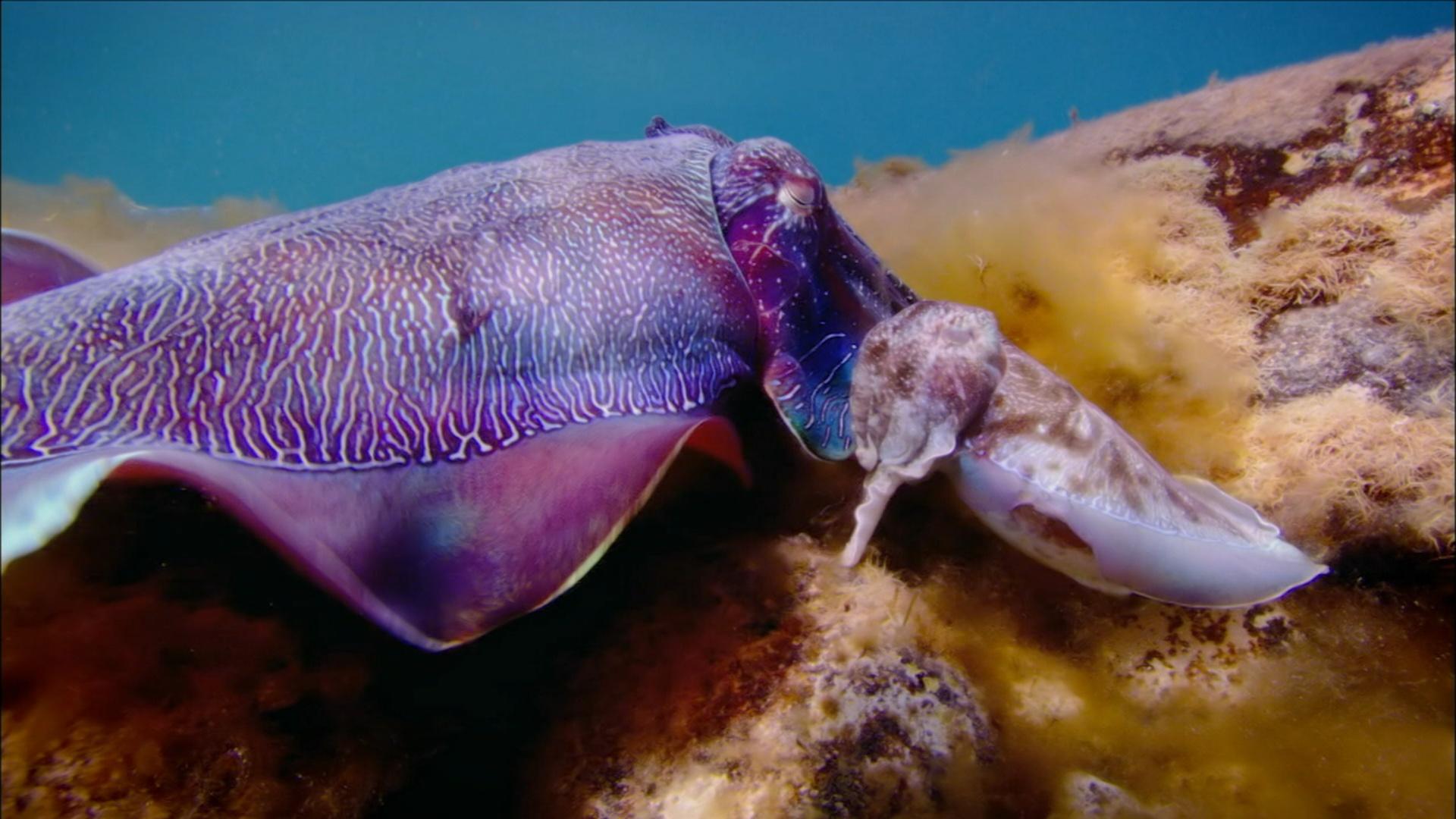 Cuttlefish Males Fool Rivals by Imitating Opposite Sex | Nature ...