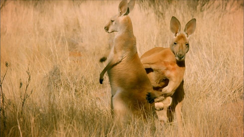 S34 Ep9: The Sneaky Mating Strategy of Red Kangaroos image