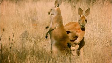 The Sneaky Mating Strategy of Red Kangaroos 