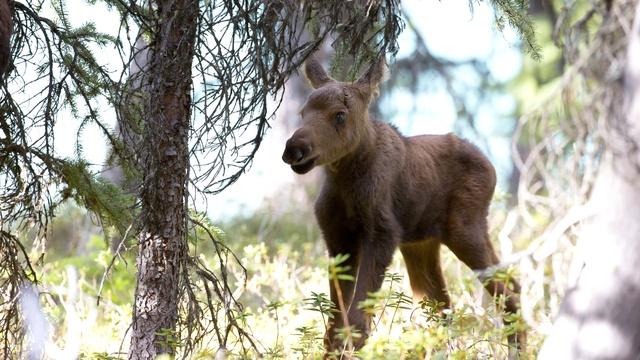 Nature | Moose: Life of a Twig Eater | Preview