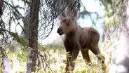 Moose: Life of a Twig Eater | Preview 