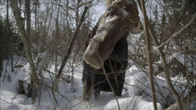 Nature | Brain Parasite Turns Moose Into Zombies