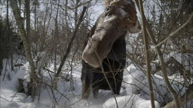 Brain Parasite Turns Moose Into Zombies 