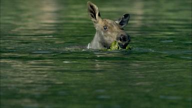 Adorable Baby Moose Learns to Swim 