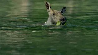 Adorable Baby Moose Learns to Swim 