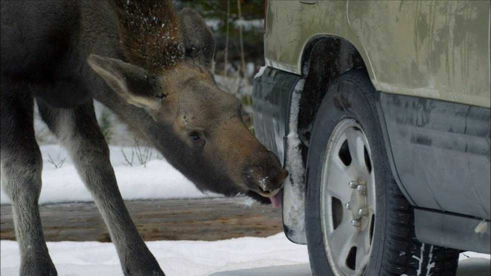 Why Do Moose Enjoy Licking Cars? image